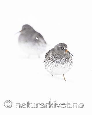 BB_20250123_0440 / Calidris maritima / Fjæreplytt