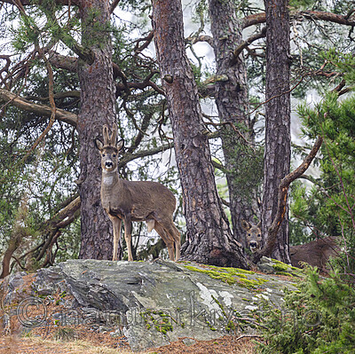 BB_20250308_0004 / Capreolus capreolus / Rådyr