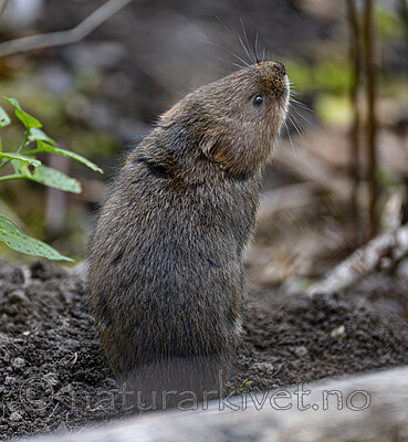 BB_20250926_0092 / Arvicola amphibius / Vånd