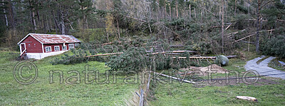 BB_20251005_0092 / Pinus sylvestris / Furu