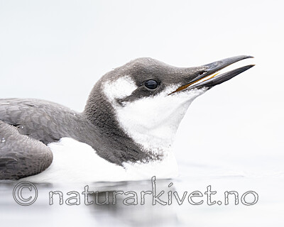 BB_20251020_0322 / Uria aalge / Lomvi