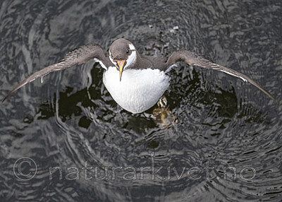 BB_20251023_0008 / Uria aalge / Lomvi