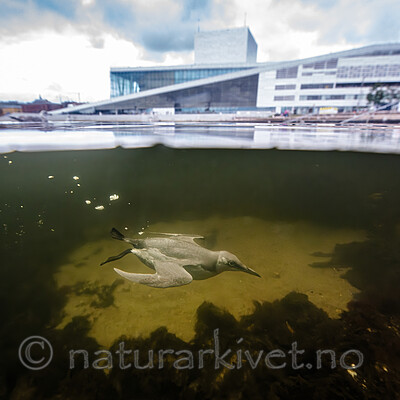 BB_20251023_0100- / Uria aalge / Lomvi