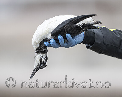 BB_20251023_0211 / Uria aalge / Lomvi