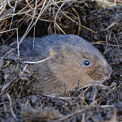 BB_20251029_0095 / Arvicola amphibius / Vånd