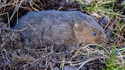 BB_20251029_0098 / Arvicola amphibius / Vånd