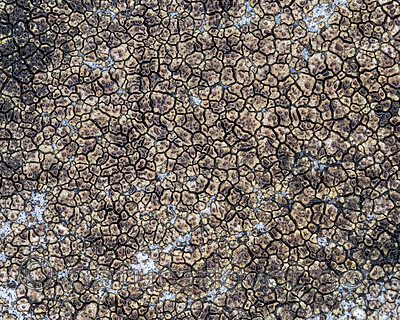 BB_20251029_0108 / Acarospora impressula