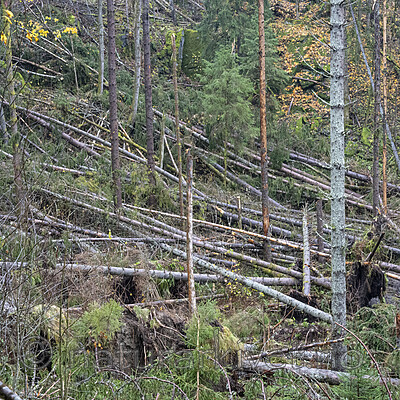 BB_20251101_0004 / Picea abies / Gran