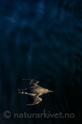 BB_20251107_0010 / Uria aalge / Lomvi