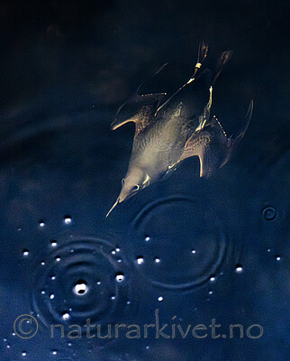 BB_20251107_0035 / Uria aalge / Lomvi