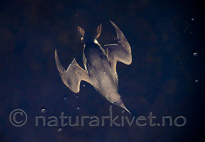 BB_20251107_0106 / Uria aalge / Lomvi