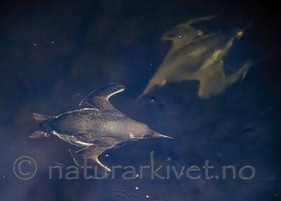 BB_20251107_0115 / Uria aalge / Lomvi