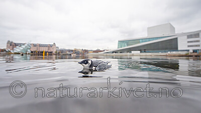 BB_20251107_0180 / Alle alle / Alkekonge