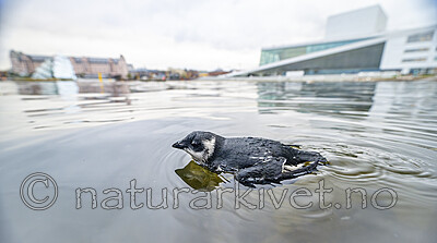 BB_20251107_0245- / Alle alle / Alkekonge