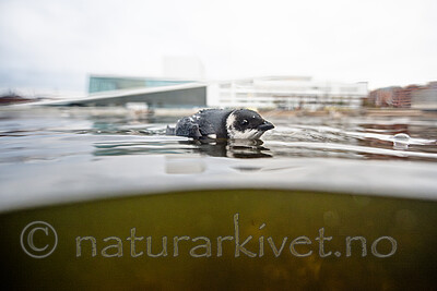 BB_20251107_0267 / Alle alle / Alkekonge