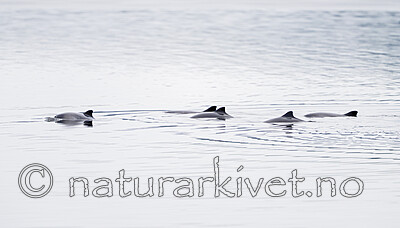 BB_20251223_0104 / Phocoena phocoena / Nise