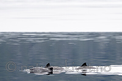 BB_20251223_0133 / Phocoena phocoena / Nise