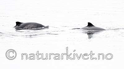 BB_20251223_0194 / Phocoena phocoena / Nise