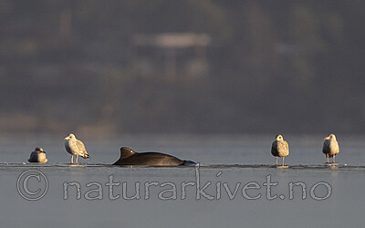 BB_20251226_0042 / Phocoena phocoena / Nise