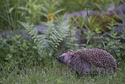BB_20260604_0013 / Erinaceus europaeus / Piggsvin