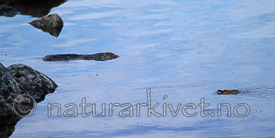 DSC_0056 / Lemmus lemmus / Lemen