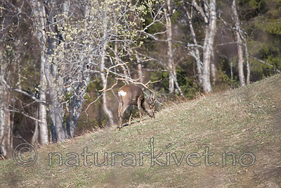 DSC_0361 / Capreolus capreolus / Rådyr