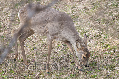 DSC_0376 / Capreolus capreolus / Rådyr