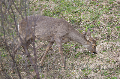 DSC_0389 / Capreolus capreolus / Rådyr