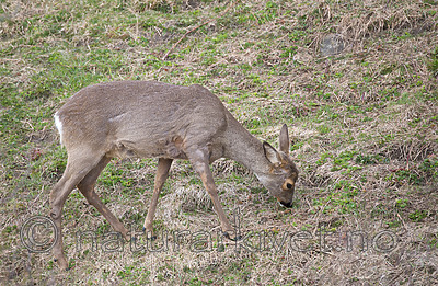 DSC_0392 / Capreolus capreolus / Rådyr