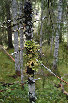 DSC_0397 / Lobaria pulmonaria / Lungenever