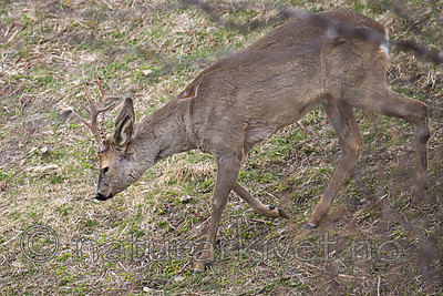 DSC_0402 / Capreolus capreolus / Rådyr