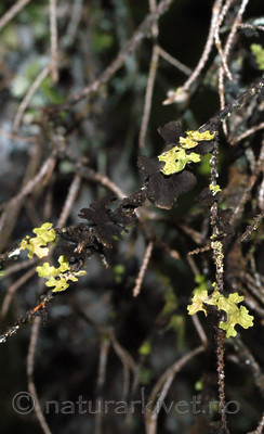 DSC_0404 / Lobaria pulmonaria / Lungenever <br /> Sticta fuliginosa / Rund porelav
