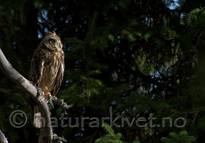 DSC_0514 / Asio flammeus / Jordugle