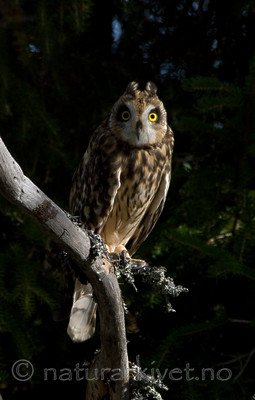 DSC_0530 / Asio flammeus / Jordugle