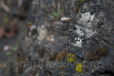 DSC_0560 / Squamarina gypsacea