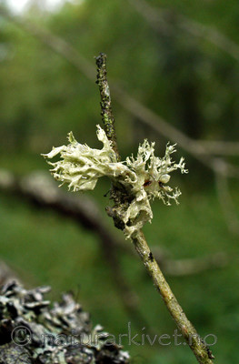 DSC_0847 / Ramalina obtusata / Hjelmragg
