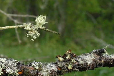 DSC_0849 / Ramalina obtusata / Hjelmragg