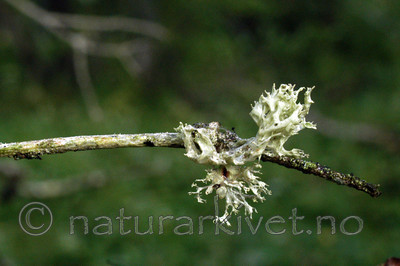 DSC_0850 / Ramalina obtusata / Hjelmragg