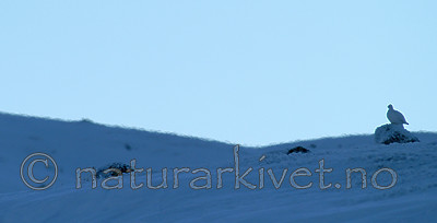 DSC_1538 / Lagopus muta / Fjellrype