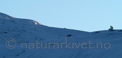 DSC_1539 / Lagopus muta / Fjellrype