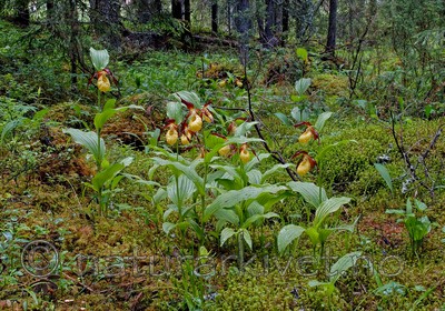 DSC_5192 / Cypripedium calceolus / Marisko