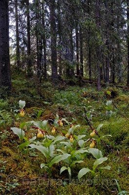 DSC_5196 / Cypripedium calceolus / Marisko