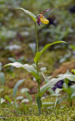 DSC_5206 / Cypripedium calceolus / Marisko