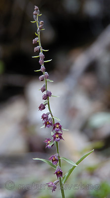 DSC_5290 / Epipactis atrorubens / Rødflangre