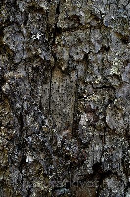 DSC_5356 / Cyphelium inquinans / Gråsotbeger