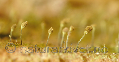 DSC_5441 / Chaenotheca laevigata / Taiganål