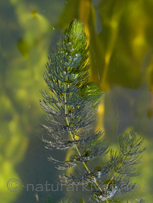 DSC_5594 / Ceratophyllum demersum / Hornblad