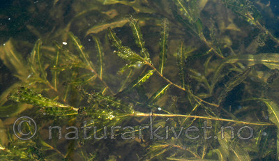 DSC_5612 / Potamogeton crispus / Krustjernaks