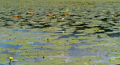 DSC_5644 / Nuphar lutea / Gul nøkkerose <br /> Nymphaea alba / Hvit nøkkerose
