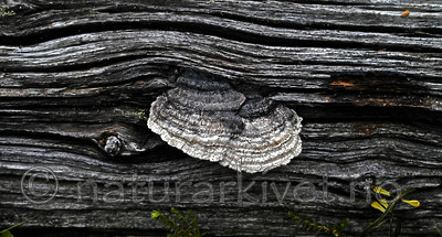 DSC_5858 / Gloeophyllum protractum / Langkjuke